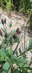 Porophyllum obscurum