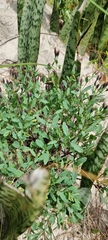 Porophyllum obscurum