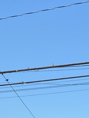 Passer domesticus