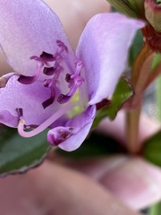 Marcetieae
