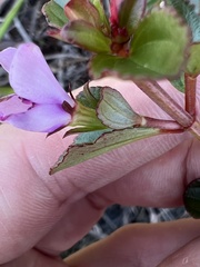 Marcetieae