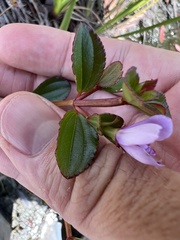 Marcetieae