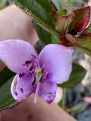 Marcetieae