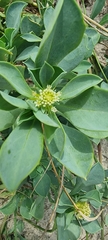 Acicarpha bonariensis