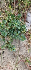 Acicarpha bonariensis