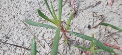 Blutaparon portulacoides