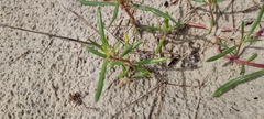 Blutaparon portulacoides