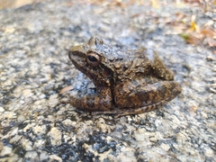 Craugastor rugulosus