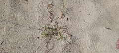 Blutaparon portulacoides