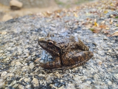 Craugastor rugulosus