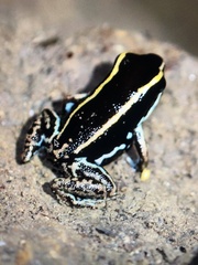 Phyllobates lugubris