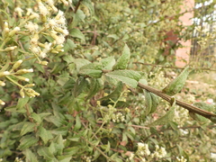 Baccharis racemosa