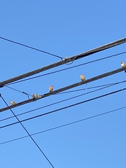 Passer domesticus