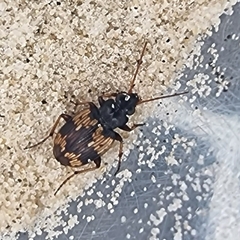 Tetragonoderus variipennis