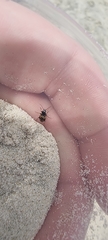 Tetragonoderus variipennis