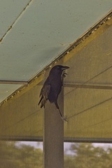 Corvus brachyrhynchos pascuus