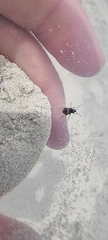 Tetragonoderus variipennis