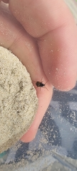 Tetragonoderus variipennis