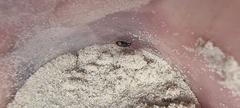 Tetragonoderus variipennis