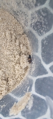 Tetragonoderus variipennis