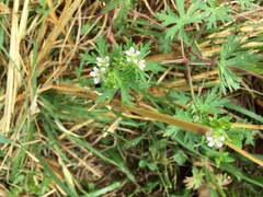 Geranium carolinianum carolinianum