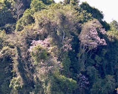 Tabebuia rosea image