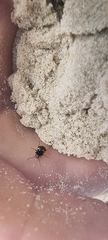 Tetragonoderus variipennis