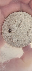 Tetragonoderus variipennis
