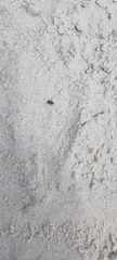 Tetragonoderus variipennis