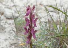 Anacamptis sancta