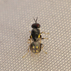 Caloparyphus tetraspilus