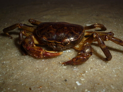 Trichodactylus
