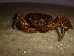 Trichodactylus