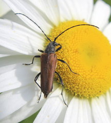 Trachysida mutabilis