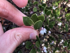 Arctostaphylos hookeri