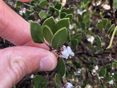 Arctostaphylos hookeri