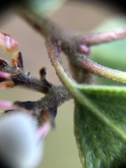 Arctostaphylos hookeri
