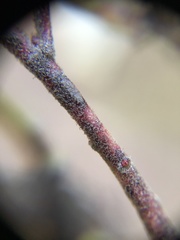 Arctostaphylos hookeri