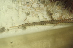 Syngnathus louisianae