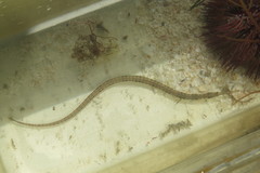 Syngnathus louisianae