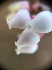 Arctostaphylos hookeri