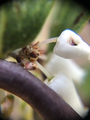 Arctostaphylos hookeri
