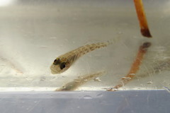 Microgobius gulosus