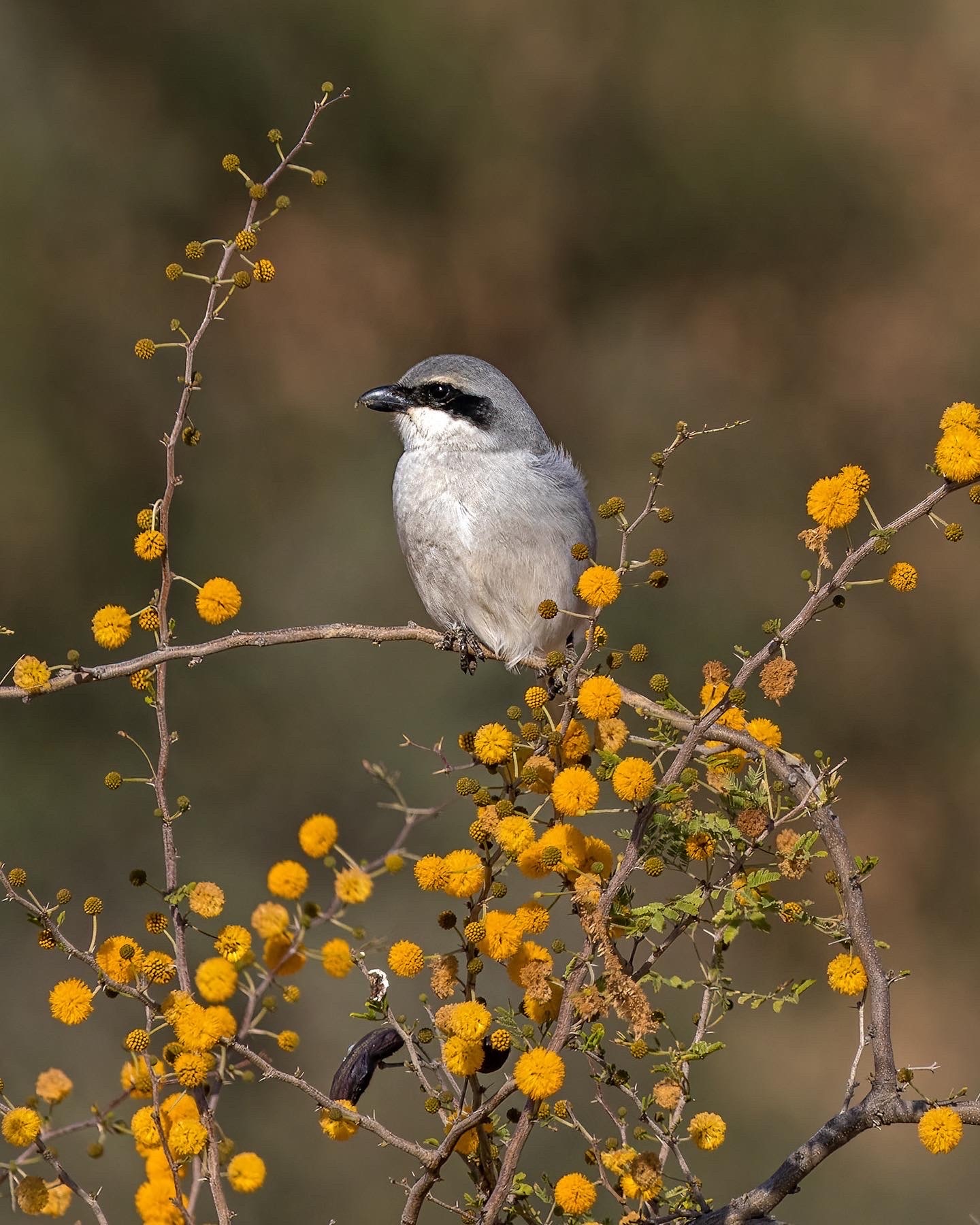 Great Grey Shrike