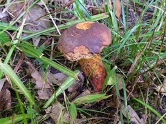 Cyanoboletus