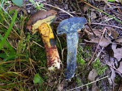 Cyanoboletus