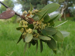 Ocotea pulchella