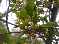 Ocotea pulchella