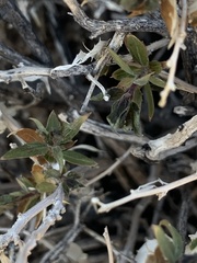 Brickellia atractyloides