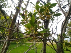 Ocotea pulchella